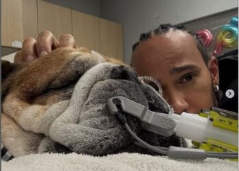 Lewis Hamilton Roscoe chien